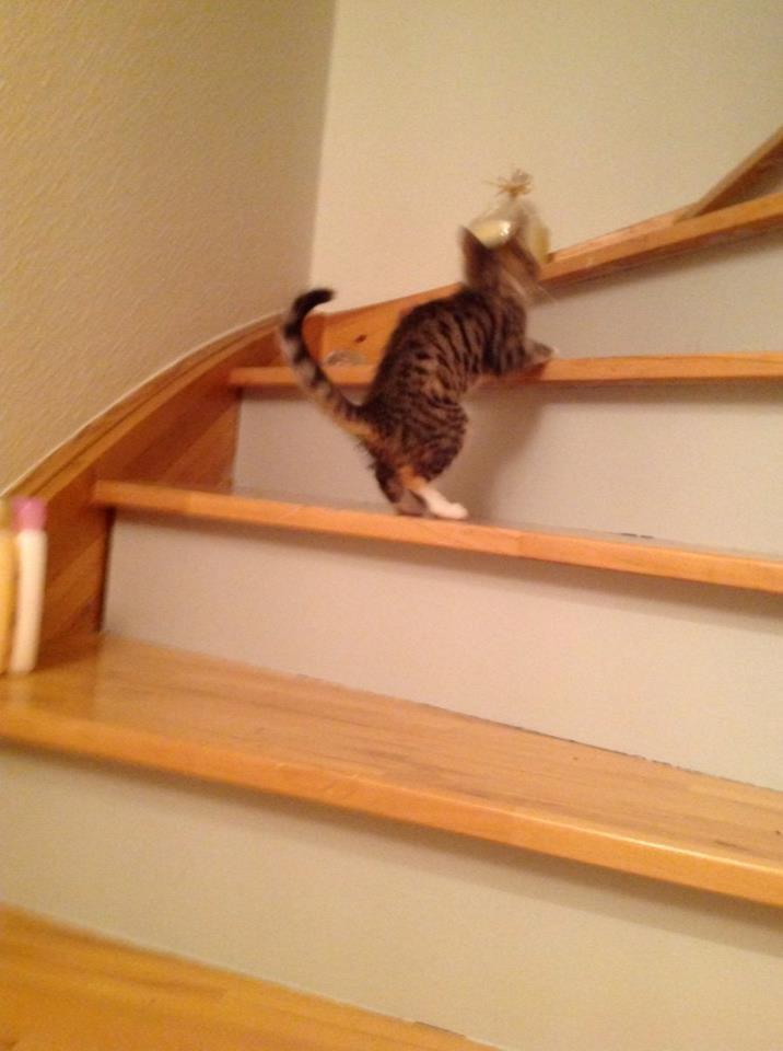 Huskat Mis billede 4