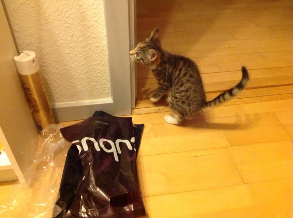 Huskat Mis billede 5