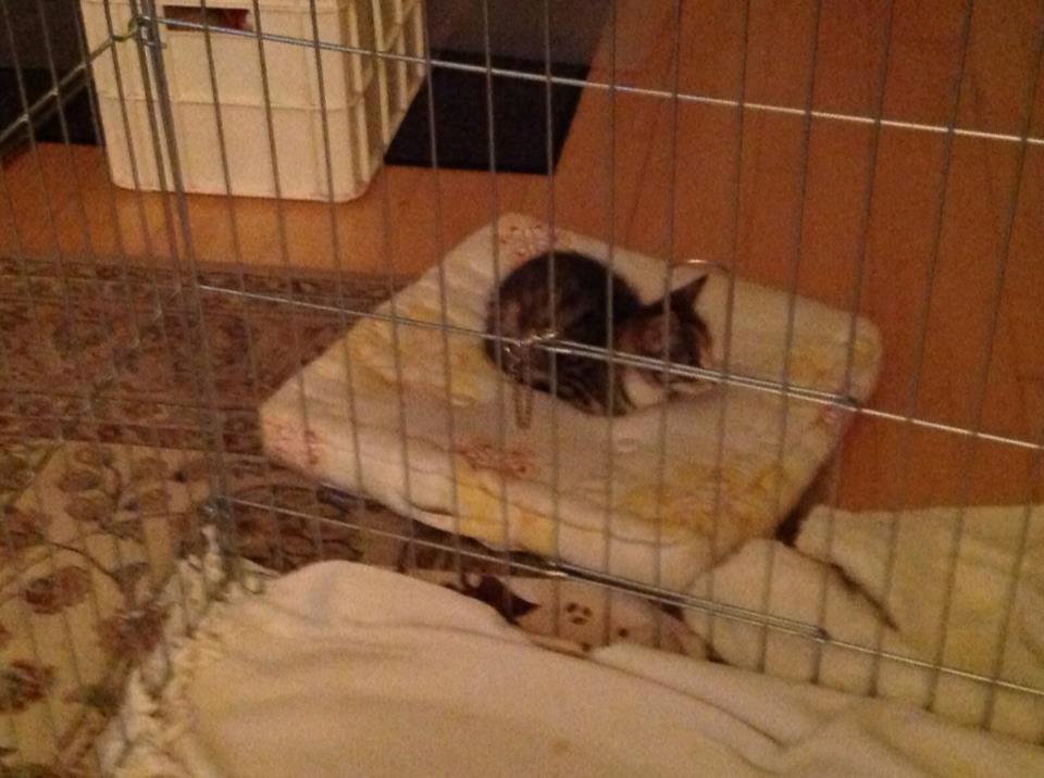 Huskat Mis billede 6