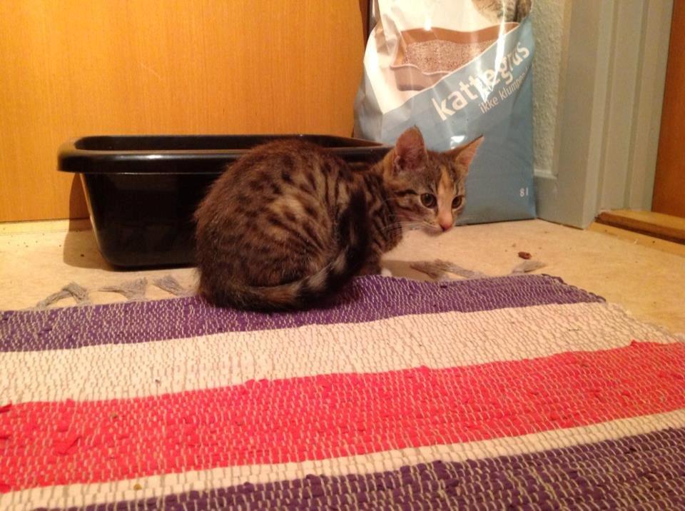 Huskat Mis billede 1