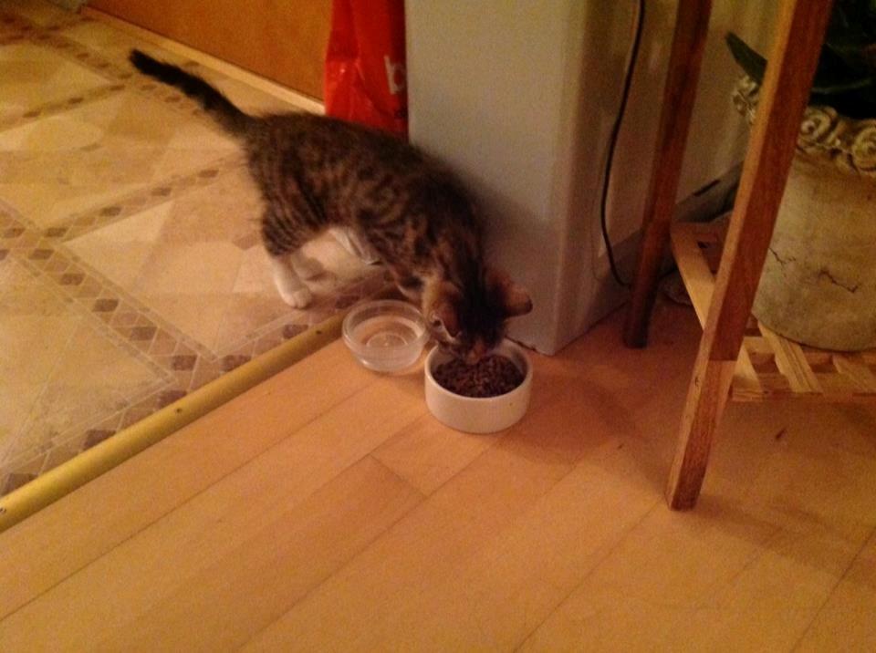 Huskat Mis billede 7