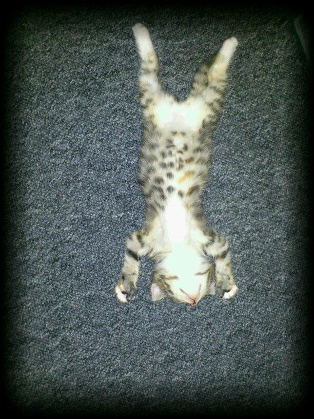 Huskat Mis - billede fra gamle ejer billede 8