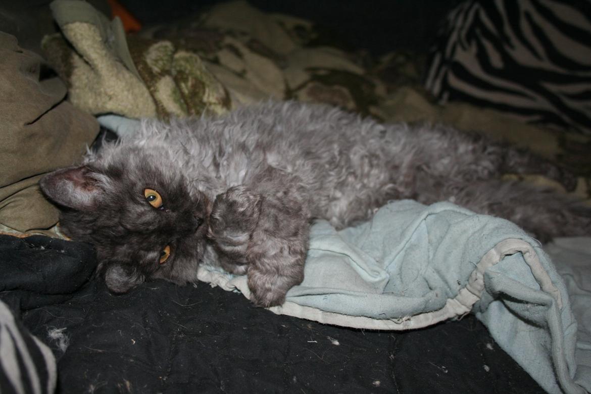 Selkirk Rex  RW SGC, PCH Lykken Peer Gynt of Tzari  - Gynt da jeg lige har hentet ham. 08/12 billede 20