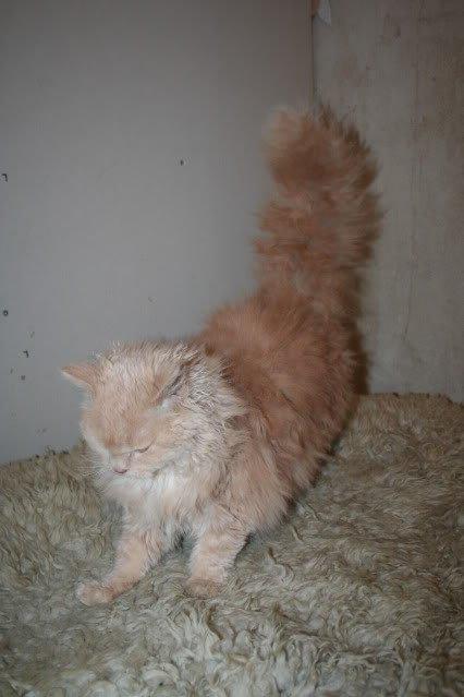 Selkirk Rex  DGC/ TGCA Lykken Curly Ronja billede 14