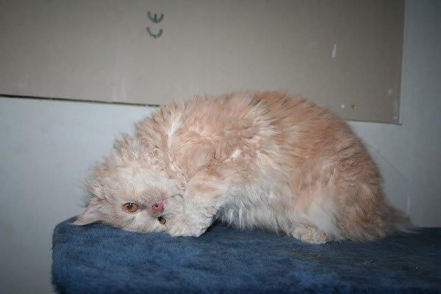 Selkirk Rex  DGC/ TGCA Lykken Curly Ronja - kan da godt se nuttet ud billede 12