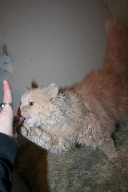 Selkirk Rex  DGC/ TGCA Lykken Curly Ronja - For langsom med godbidden, den tager jeg selv billede 18