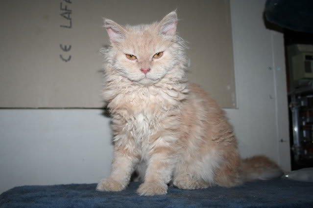 Selkirk Rex  DGC/ TGCA Lykken Curly Ronja billede 19