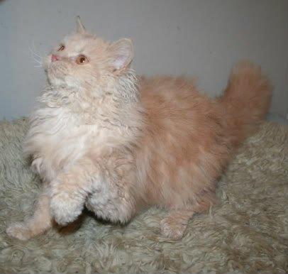 Selkirk Rex  DGC/ TGCA Lykken Curly Ronja billede 13