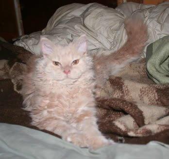 Selkirk Rex  DGC/ TGCA Lykken Curly Ronja billede 21