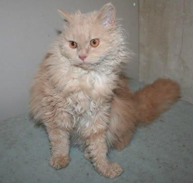 Selkirk Rex  DGC/ TGCA Lykken Curly Ronja billede 22