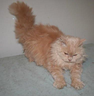 Selkirk Rex  DGC/ TGCA Lykken Curly Ronja billede 23