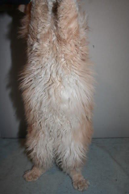 Selkirk Rex  DGC/ TGCA Lykken Curly Ronja - Et lille mavse billede billede 15