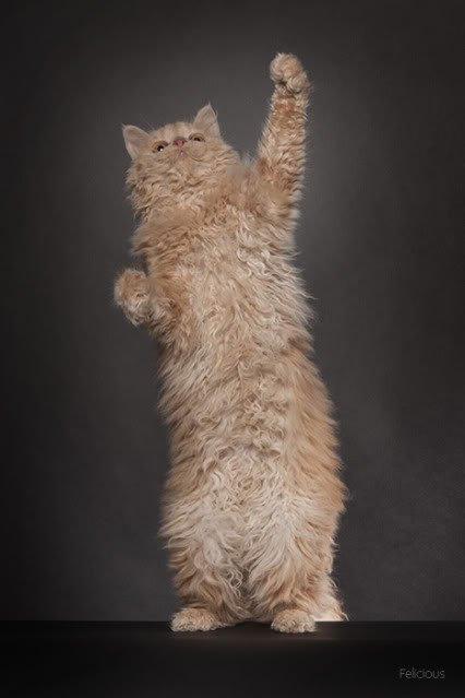 Selkirk Rex  DGC/ TGCA Lykken Curly Ronja - Ronja hos Felicius Fotograf billede 1