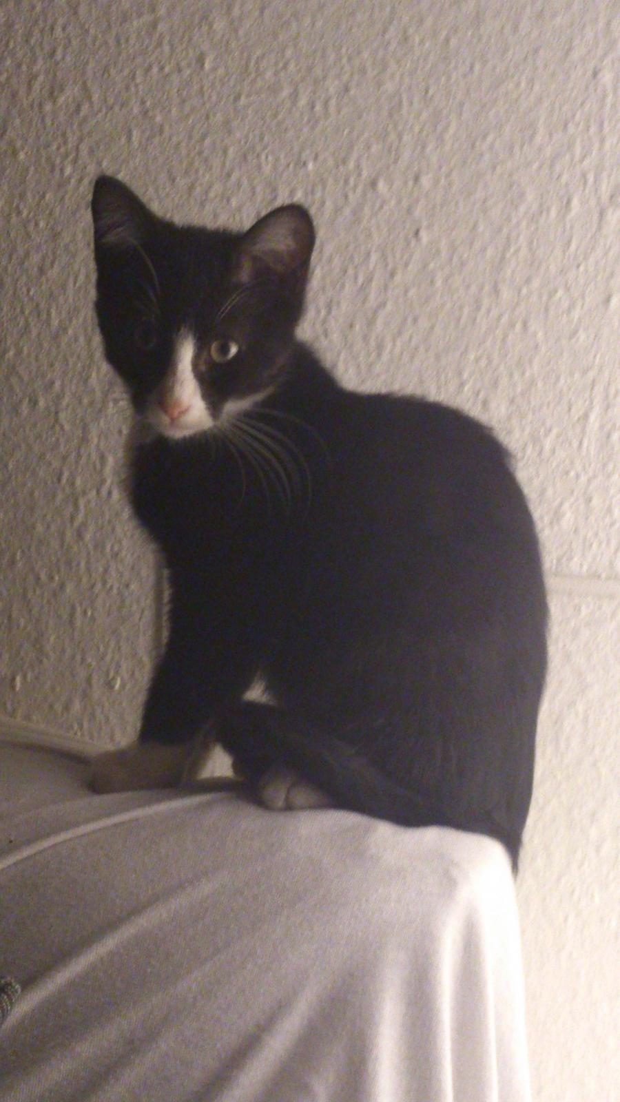 Blanding af racer Diego<3 - Dagen vi havde fået ham:)
og ca. 4 mdr. billede 8