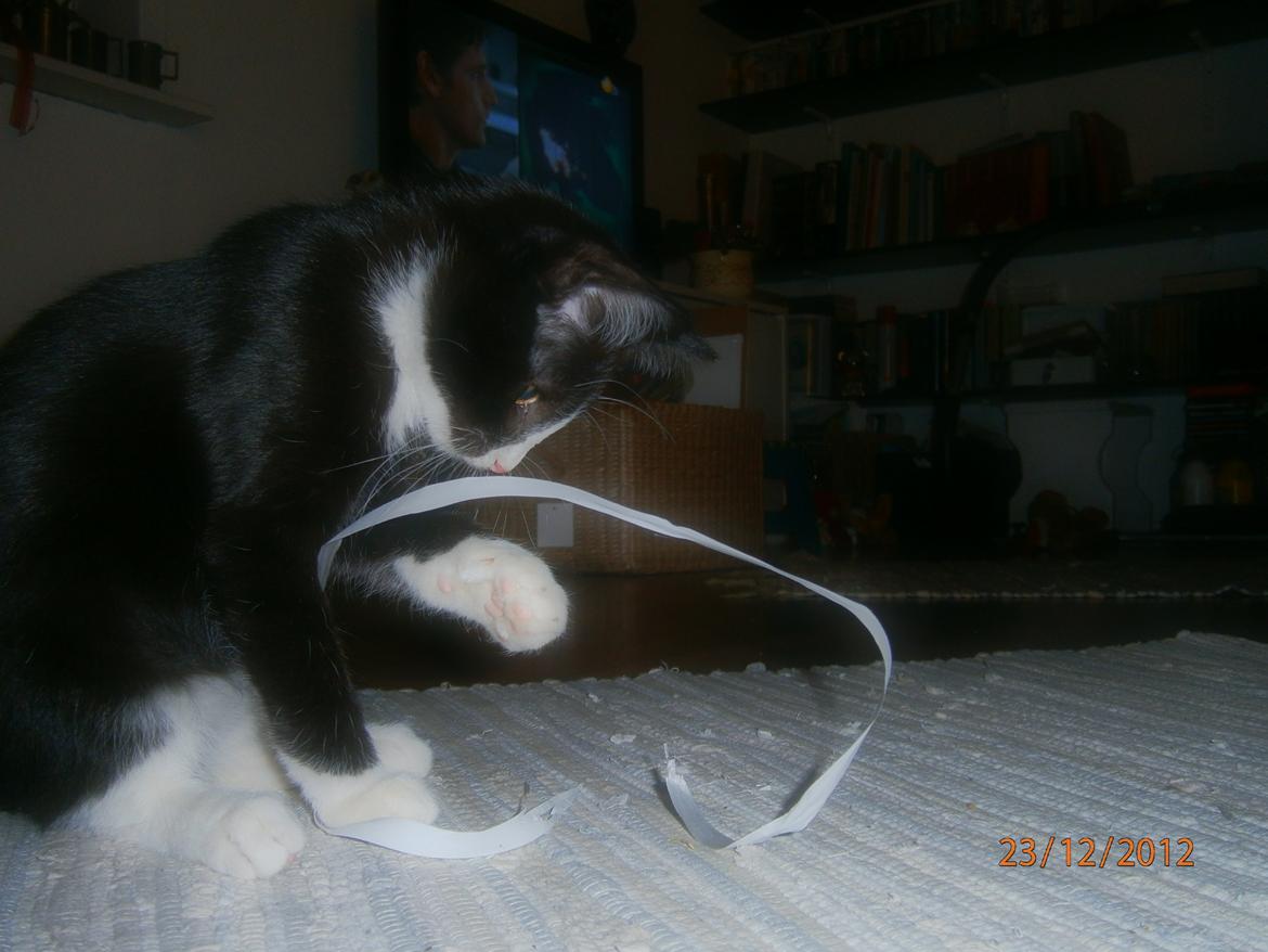 Blanding af racer Diego<3 billede 15