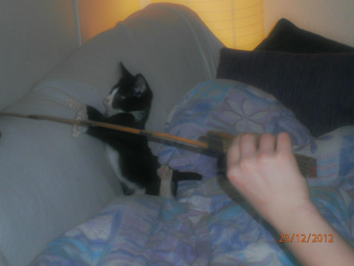 Blanding af racer Diego<3 billede 18