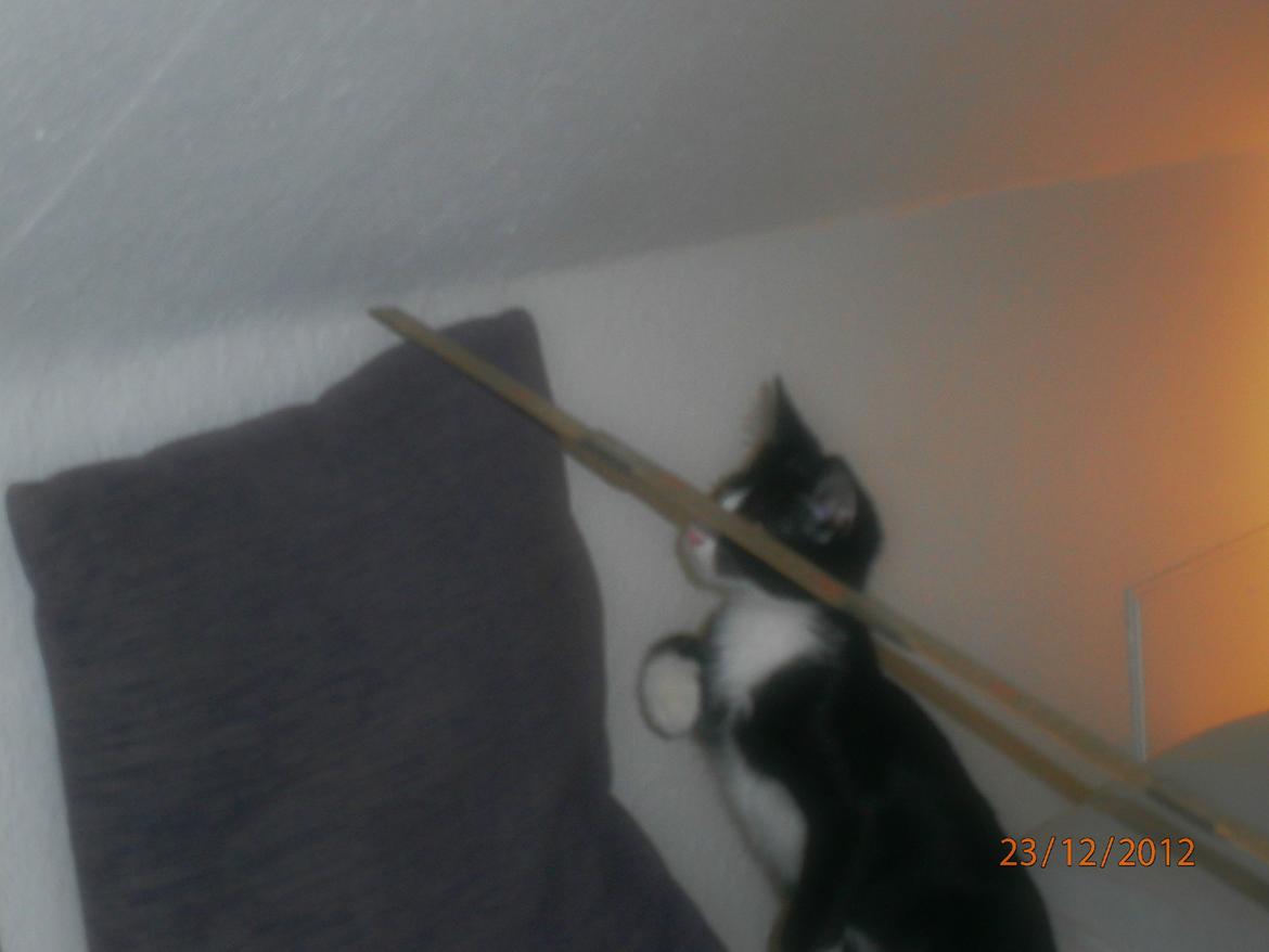 Blanding af racer Diego<3 - Ca. 4 mdr. på de 8 billeder:) billede 19