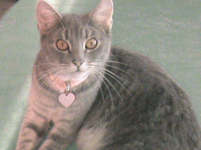 Blanding af racer Kitty billede 7