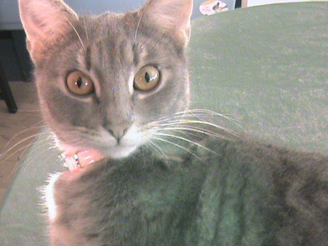 Blanding af racer Kitty billede 8