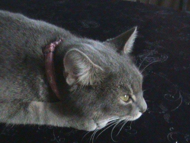 Blanding af racer Kitty - Man tager sig en lille lur på nytårsdugen. billede 9