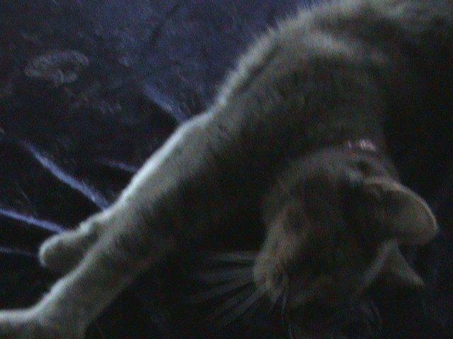 Blanding af racer Kitty billede 10