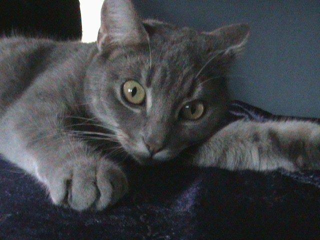 Blanding af racer Kitty billede 11