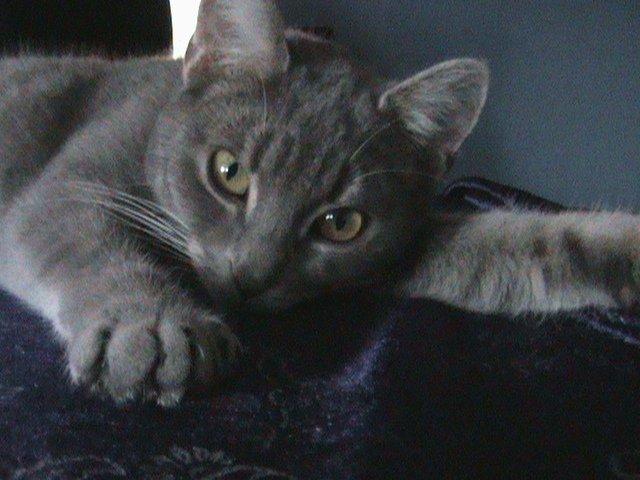 Blanding af racer Kitty billede 12