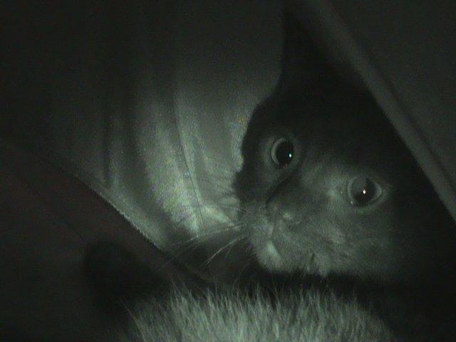 Blanding af racer Hvalborg - Hvalborg i nightvision. billede 6