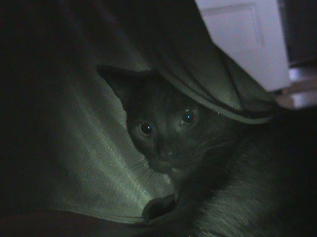 Blanding af racer Hvalborg billede 7