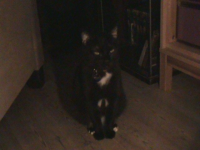 Blanding af racer Hvalborg billede 8