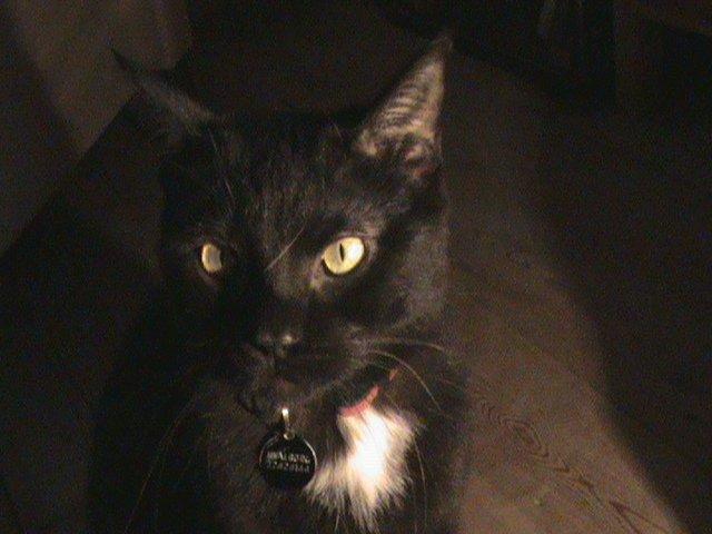 Blanding af racer Hvalborg - Super smuk, som altid. billede 9