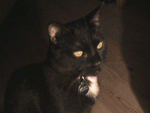 Blanding af racer Hvalborg billede 10