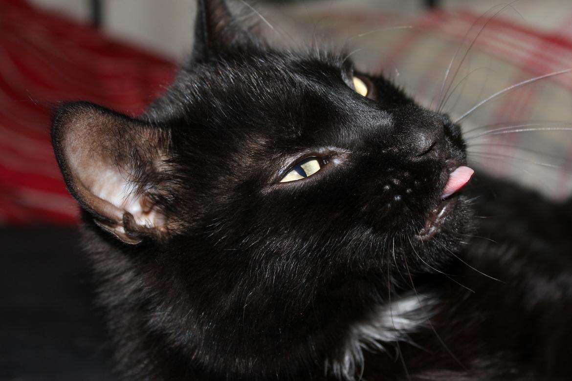 Blanding af racer Loui billede 1