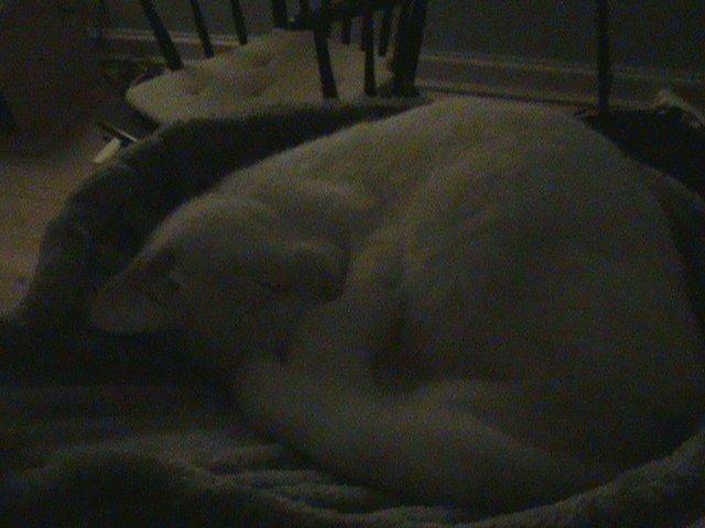 Huskat Ozzy - Man skal huske sin søvn, så man kan vokse sig stor og stærk. billede 6