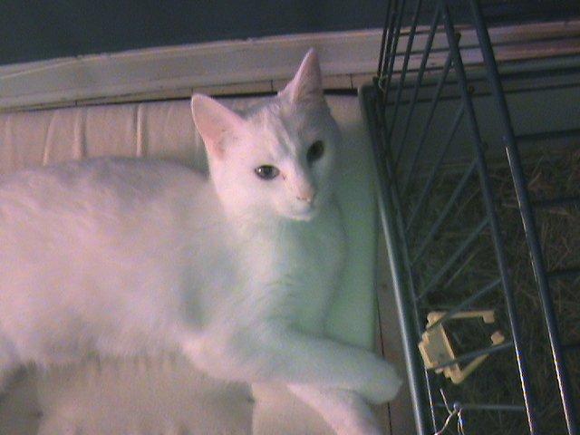 Huskat Ozzy billede 8