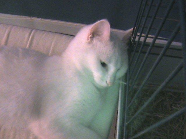 Huskat Ozzy billede 9