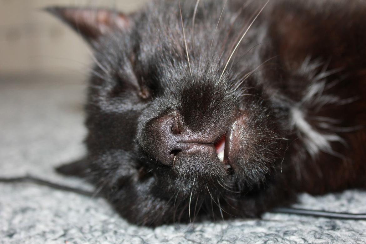 Blanding af racer Loui billede 7