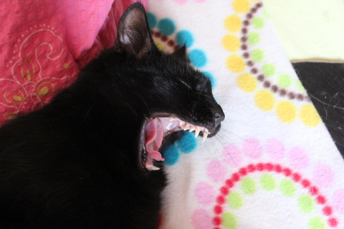 Blanding af racer Loui billede 8