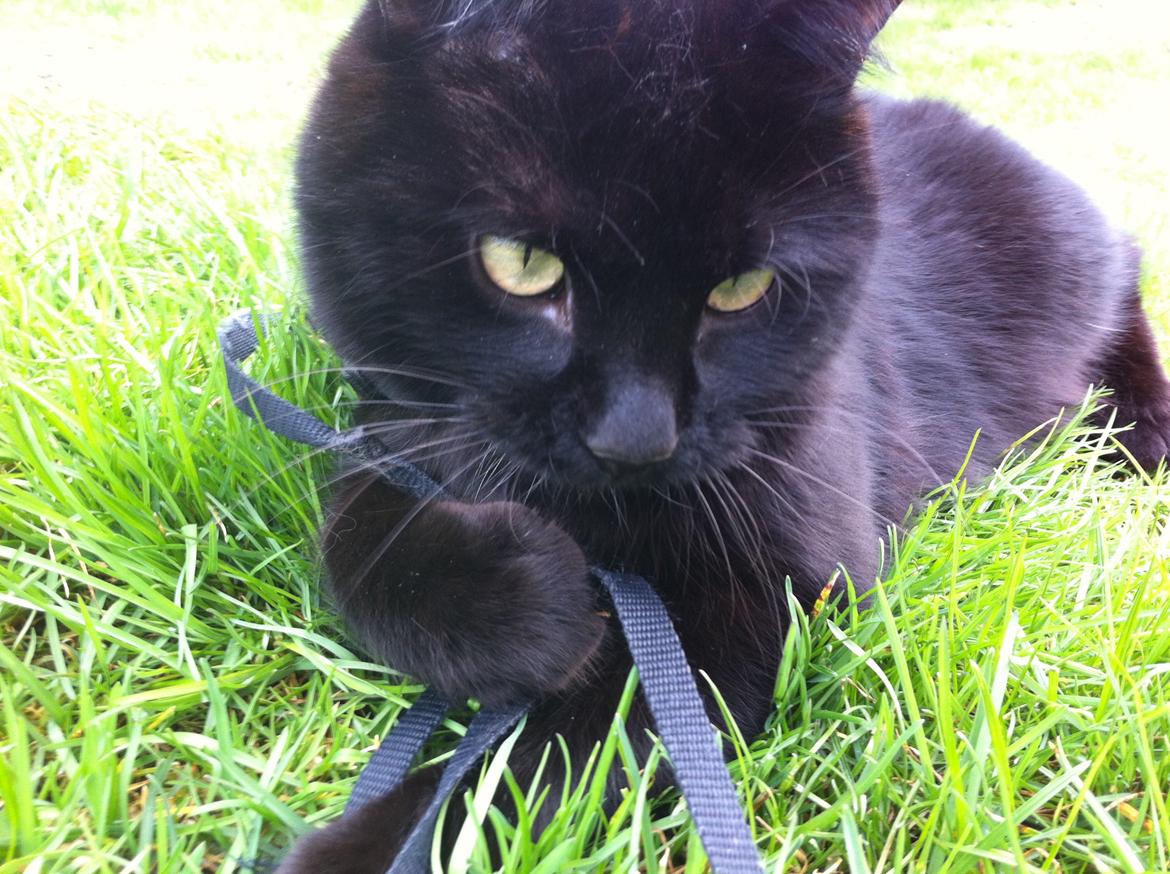 Blanding af racer Loui billede 9