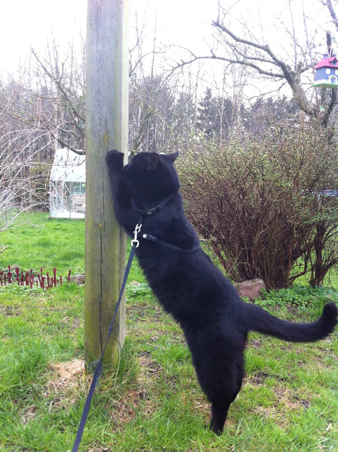 Blanding af racer Loui billede 10