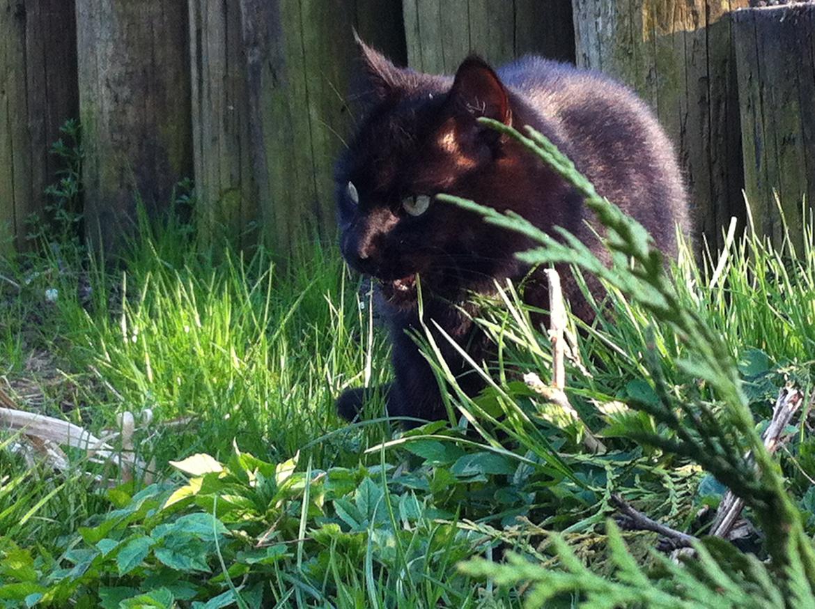 Blanding af racer Loui billede 11