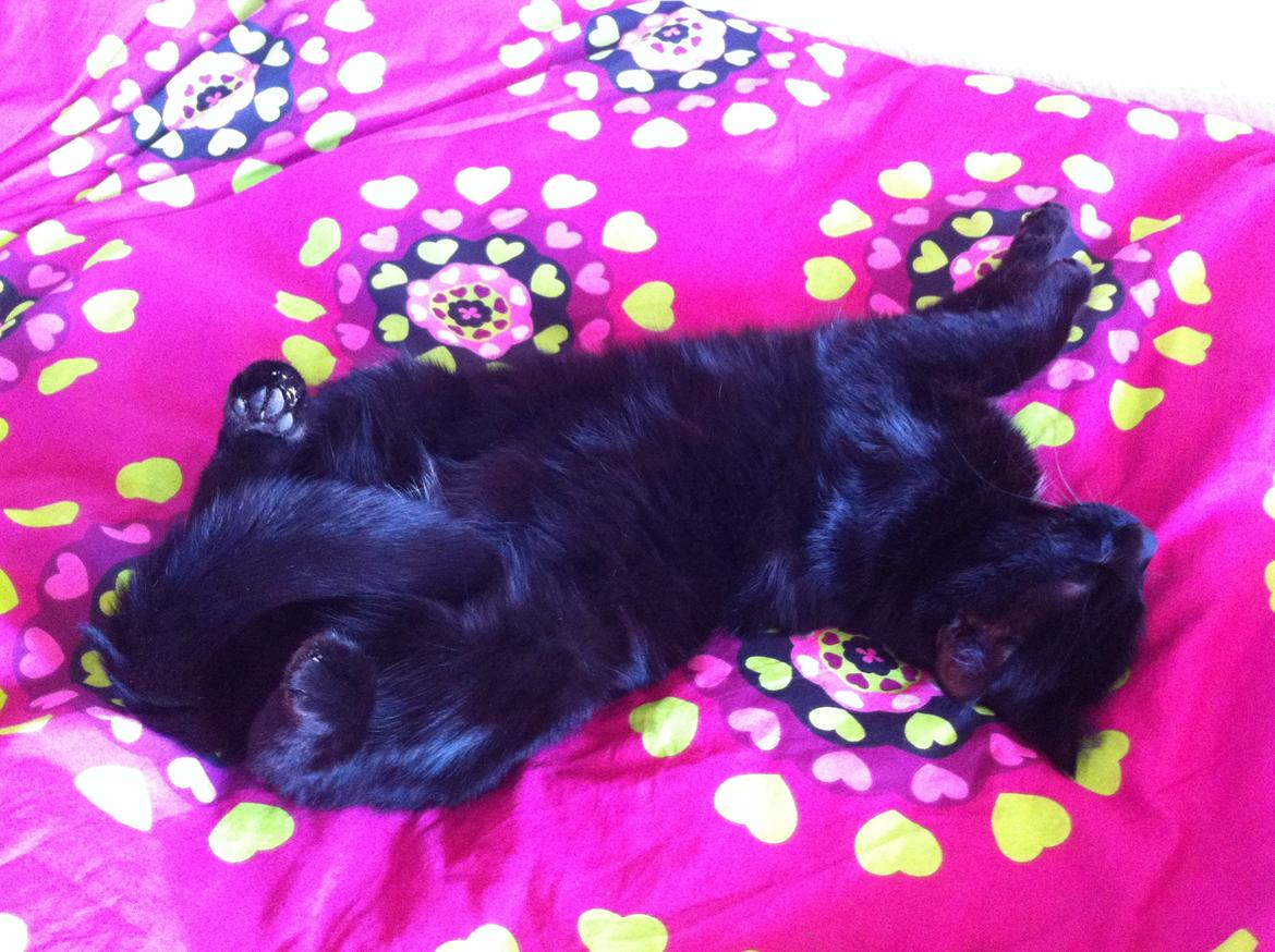 Blanding af racer Loui billede 12