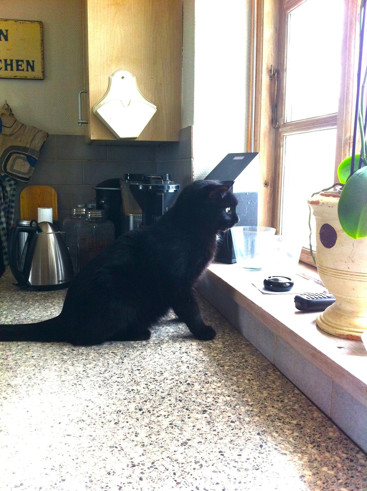 Blanding af racer Loui billede 13