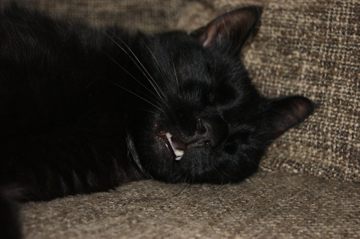 Blanding af racer Loui billede 14