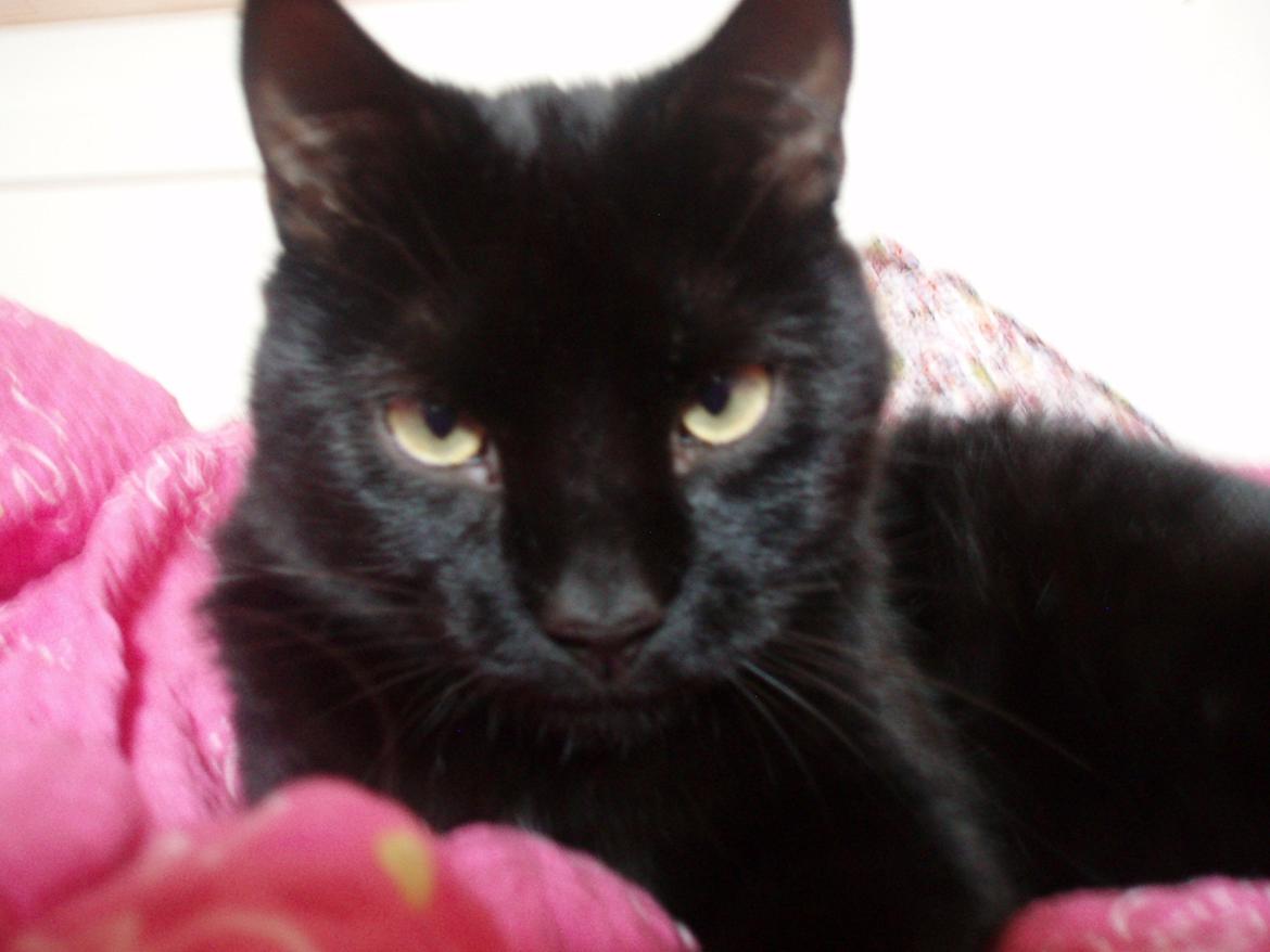 Blanding af racer Loui billede 15