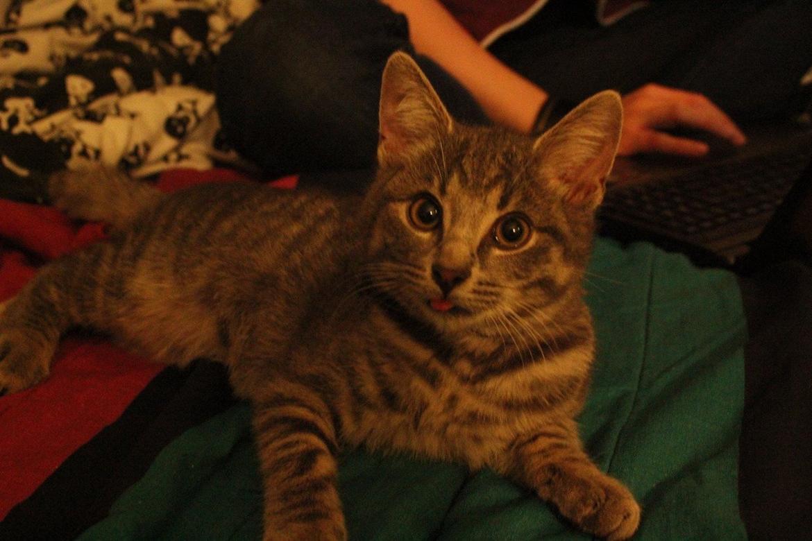 Blanding af racer Kili billede 1