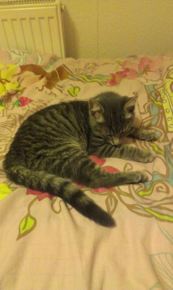 Blanding af racer Kili billede 2