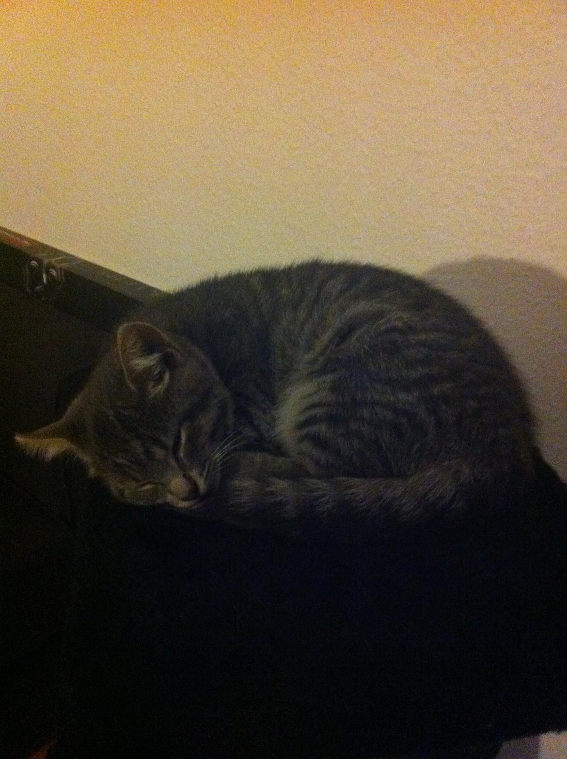 Blanding af racer Kili billede 4