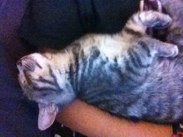 Blanding af racer Kili billede 5