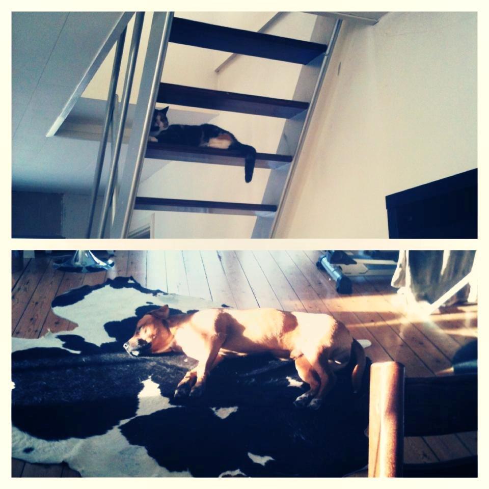 Blanding af racer Musling - Musling og Bailey putter (: billede 7